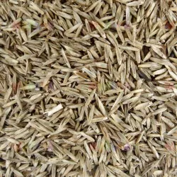 raigras